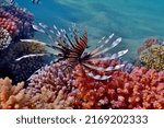 Small photo of red lionfish pterois volitans zebrafish is a venomous coral reef fish in the family Scorpaenidae