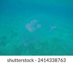 moon jellyfish Aurelia aurita is a species of the family Ulmaridae. All species in the genus are very similar, and it is difficult to identify Aurelia medusae without genetic sampling; most of what fo