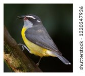 Small photo of The platanero or warbler (Coereba flaveola) is a species of passerine bird, the only one of the genus Coereba. This is also the only genus of the family Coerebidae, of the order Passeriformes.