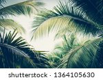 Coconut Palm Tree Foliage Under ...