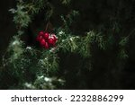 The concept of Christmas Eve. snow-covered juniper twigs with red viburnum berries. the composition evokes the mood of Christmas and New Year, the atmosphere of celebration and fun. winter wallpaper
