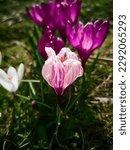 Small photo of crocus flowers close-up. they bloom in the rays of the spring sun, foreshadowing spring. The first flowers. early spring shoots, the concept of clean land.spring mood. selective focus,bokeh.copy space