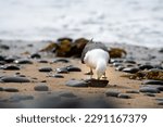 A Seagull Eating Paua From A...