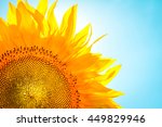 Sunflower Yellow Head  Blue Sky