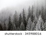Frozen Winter Forest In The Fog....