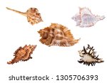 Small photo of MUREX SHELLS SEASHELLS Firebrand, Kuroda's Snipe's Head, Long Spine Endive, Branched, Pterynotus Miyokoae Miyoko Murex Shells. Marine Molluscs. Conchology Clipping Work Paths in JPEG Easy Compositing