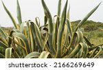 Small photo of Agave americana, common names sentry plant, century plant, maguey, or American aloe grows in wild in Israel