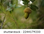 The acorn or oaknut on a branch of oak tree with green leaves. The acorn is the nut of the oaks and their close relatives genera Quercus and Lithocarpus