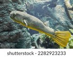 Small photo of Beautiful goldring puffer fish (Tetraodon mbu).