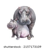 Watercolor Mom and Baby Hippo illustration. Hippopotamus paint. Hippo paint clip art, T-shirt, Baby shower isolated on white background. This has clipping path.