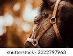 Small photo of Portrait of a beautiful bay horse with an orange halter on its muzzle on an autumn day. Agriculture and livestock. Horse care.
