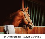 Small photo of Portrait of a beautiful sorrel horse standing in a wooden stall in the stable. Agriculture and livestock
