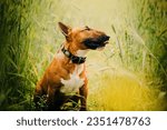 Small photo of A charming ginger bull terrier sitting amid the wheat shafts in a summer field. Agriculture and pet ownership. Rural living, farming, and the companionship between humans and other furry friends.