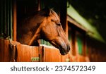 Small photo of A beautiful horse portrait in a wooden stall at a stable on a sunny summer day. The rural agriculture and domestic livestock, portraying the care and attention given to horses in their upkeep.
