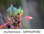 Redflower False Yucca Seed Pod...