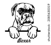 Boxer Peeking Dogs. Boxer Dog...