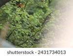 Small photo of Small birds, diminutive marvels of the avian world, flit and flutter with boundless energy and grace. From the vibrant plumage of tropical songbirds to the muted hues of woodland warblers, they adorn