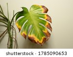 Withering Monstera Deliciosa...