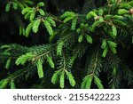 Young green shoots on branches coniferous trees.Growing pine