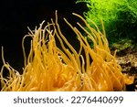 Small photo of Tentacles of yellow anemone, marine anion