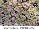 Small photo of Mold on surface jam fuzzy, greenish patches indicating spoilage