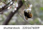 Bumblebee Pollinates Flowering...