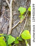 Small photo of Stem of an ivy with adventitious roots growing on a tree.