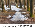 Snow melting in forest among trees on early spring day. Nature background with melting snow in spring forest. 