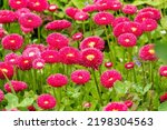 Beautiful Pink And Red Bellis...