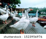 Small photo of The Chinese goose is a breed of domesticated goose descended from the wild swan goose