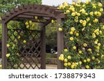 Rose Gate With Yellow Roses