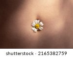 Small photo of Female beautiful tummy with a chamomile flower in the navel. Perfect body shape. Parts of a female body. Torso of slim female