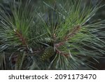 Small photo of Young pine with it's needless and cones