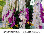Orchid garden. Orchidaceae. orchids are available in purple, white, yellow. Beautiful flower garden. beautiful orchids. Chiang Mai, Thailand. white and purple flower. Phalaenopsis Orchids.