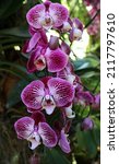 Orchid flower. orchidaceae....