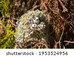 The Long Tailed Tit In The Nest