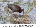 Photograph Of A Glossy Ibis...