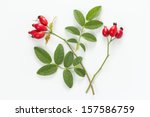 Rose Hips With Leaves