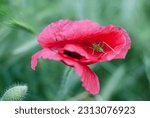 Small photo of A green grasshopper sits in a red poppy flower. Insect in flower. Macrophotography. Concept: Everyone has their own shelter. Home is where you are. The frailty of life. Uncertainty about the future.