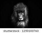 Closeup Portrait Of A Baboon...