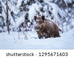 Wild boar walking during cold winter, in snow, front vief, Wild pig full of snow