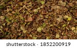 Small photo of Fullscreen yellow-brown autumn leaves, Backgrounds
