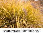 Bush Of Yellow Ornamental Grass