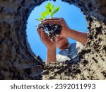 Small photo of Plant tree seeds in low angle soil holes. Gardening and planting trees or seedlings in fertile soil. Cultivation of plants on agricultural land. the concept of reforestation and abrasion prevention