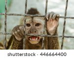 Macaque Monkey In A Cage