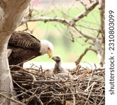 Bald eagle mother with its baby ...
