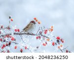 A Frozen Sparrow Sits On A...