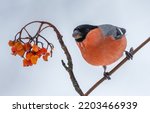 Bullfinch Sits On A Branch Of A ...