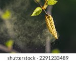 Birch pollen  blown up by the...