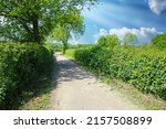 Beautiful dutch landscape, empty cycle path between green hedge rows in countryside, blue spring sky sun rays -  Maasheggen, Limburg Unesco biosphere reserve, Netherlands